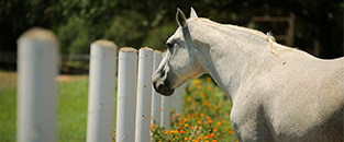 Funded Partner Spotlight: Triple H Equitherapy