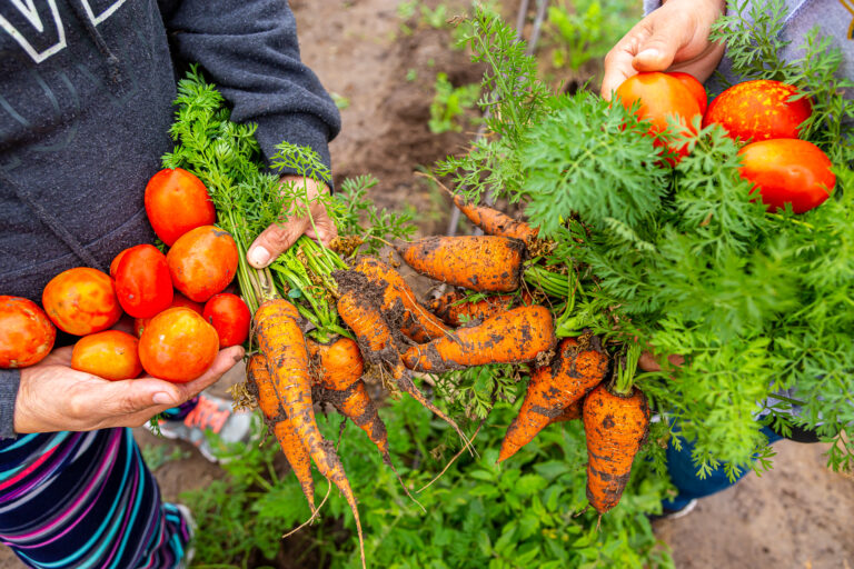 Proyecto Desarrollo-9